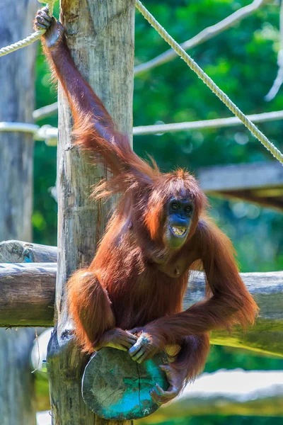 Ουραγκοτάγκους Pongo Pygmaeus Είναι Μόνη Ασιατική Μεγάλη Που Βρέθηκαν Στο — Φωτογραφία Αρχείου