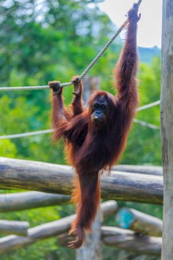 orangutanlar veya pongo pygmaeus Borneo Adası ve Sumatra bulundu sadece Asya harika bir