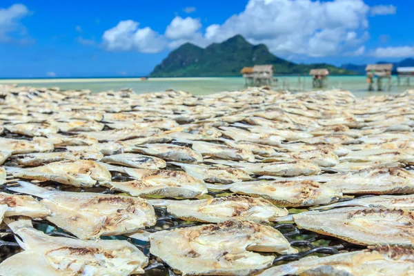 Pescado Salado Seco Aire Libre Isla Maiga Una Isla Habitada — Foto de Stock