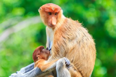 Hortum maymun veya nasalis larvatus