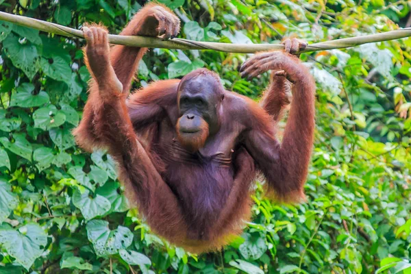 Orangotangos Pongo Pygmaeus Único Asiático Grande Encontrado Ilha Bornéu Sumatra — Fotografia de Stock
