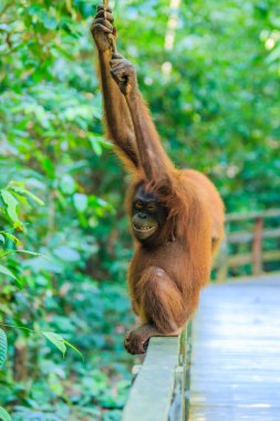 orangutanlar veya pongo pygmaeus Borneo Adası ve Sumatra bulundu sadece Asya harika bir