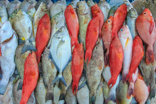 Close Van Een Verscheidenheid Van Kleurrijke Verse Vis Tentoongesteld Oude — Stockfoto