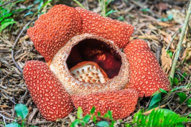 Rafflesia, dünyada Ranau Sabah, Borneo en büyük çiçek
