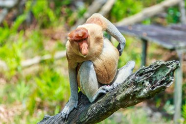 Hortum maymun veya nasalis larvatus