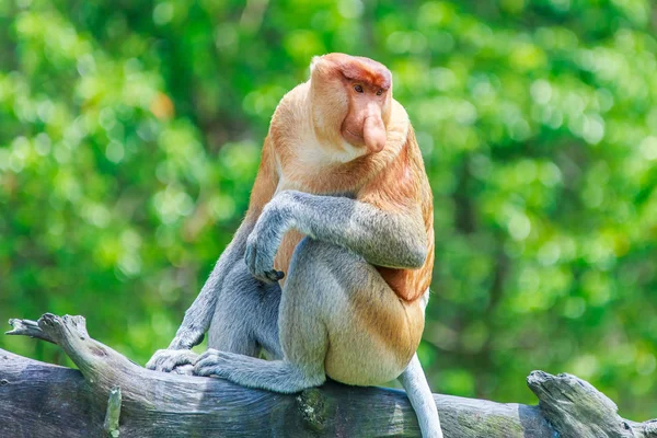 Proscis Monkey Nasalis Larvatus — стоковое фото