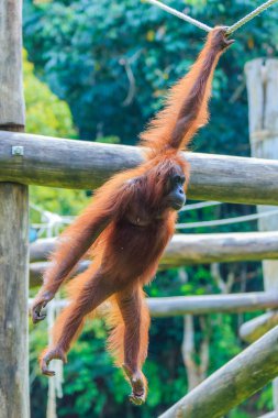 orangutanlar veya pongo pygmaeus Borneo Adası ve Sumatra bulundu sadece Asya harika bir