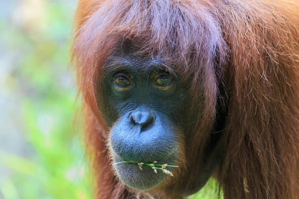 Orangutani Nebo Trpasličí Pongo Jedinou Asijskou Velké Ostrově Borneo Sumatra — Stock fotografie