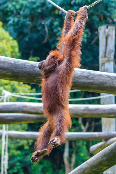 Orang Utans Pongo Pygmaeus Est Seul Grand Asiatique Trouvé Sur — Photo