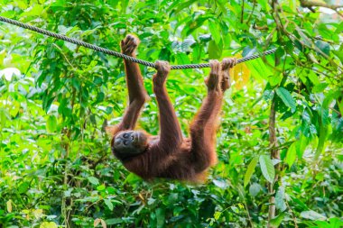 orangutanlar veya pongo pygmaeus Borneo Adası ve Sumatra bulundu sadece Asya harika bir