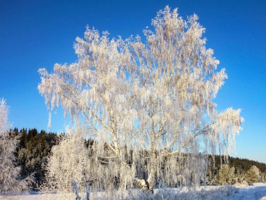 Donmuş huş ağacı. Sabah frost -35