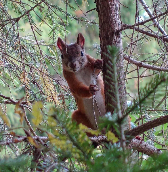 Wiewiórka Gałęzi Świerka — Zdjęcie stockowe