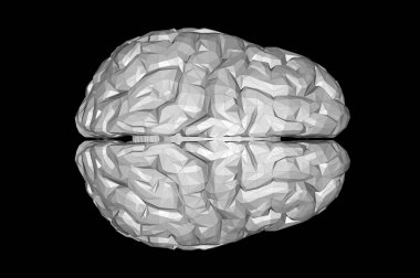 İnsan Beyni Anatomik Model 3d Rendering