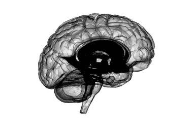 İnsan Beyni Anatomik Model 3d Rendering