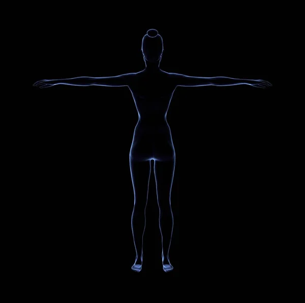 Donna Nudo Corpo Silhouette Anatomia Isolato Rendering — Foto Stock