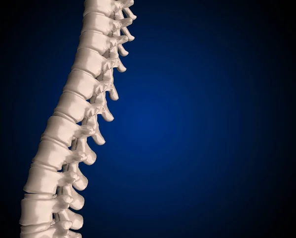 Skeletal human spine 3D Rendering