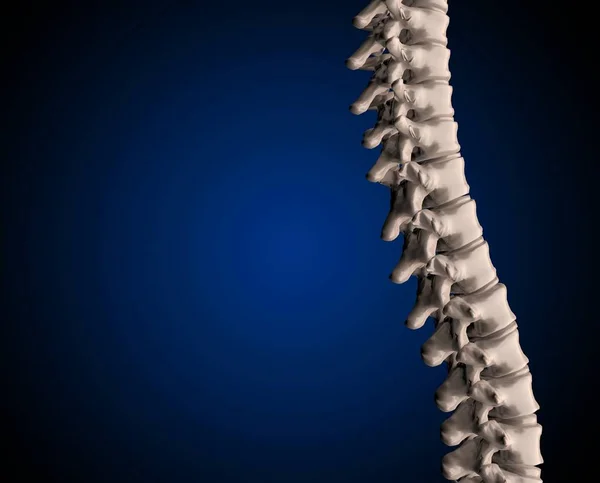 Скелет Человеческого Позвоночника Рендеринг — стоковое фото