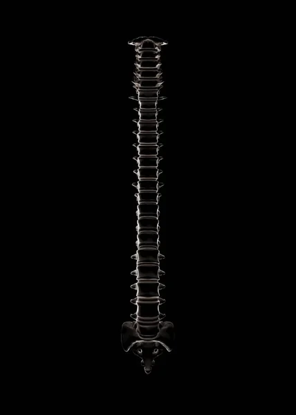 Skeletal Human Spine Black Rendering — Stock Photo, Image