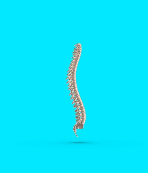 Skelett Menschliche Wirbelsäule Rendering — Stockfoto