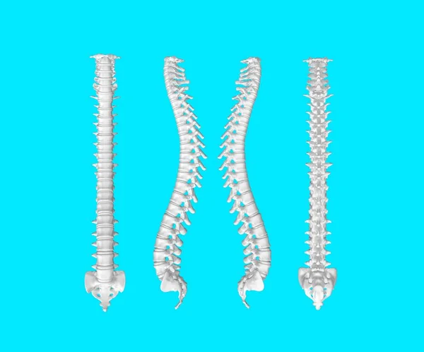 Rendimiento Esquelético Columna Vertebral Humana — Foto de Stock