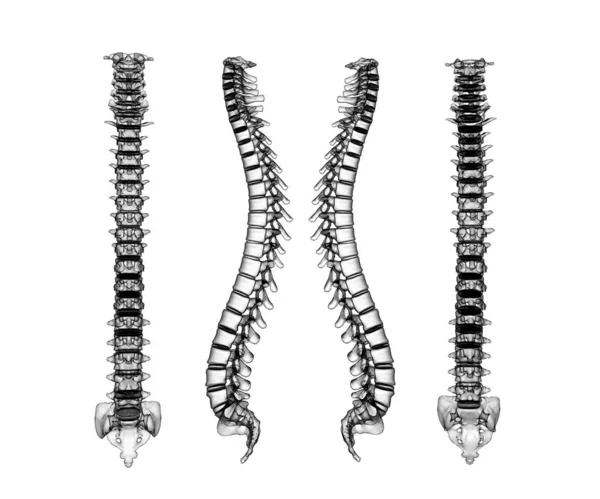 Rendimiento Esquelético Columna Vertebral Humana — Foto de Stock