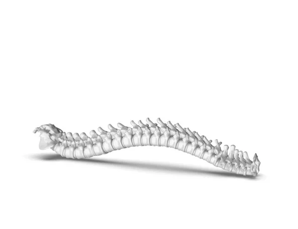 Σκελετικό Ανθρώπινο Σπονδυλική Στήλη Απόδοση — Φωτογραφία Αρχείου
