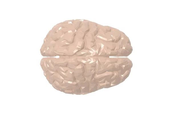 Modello Anatomico Del Cervello Umano Rendering — Foto Stock