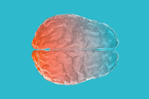 Modelo Anatómico Del Cerebro Humano Representación — Foto de Stock