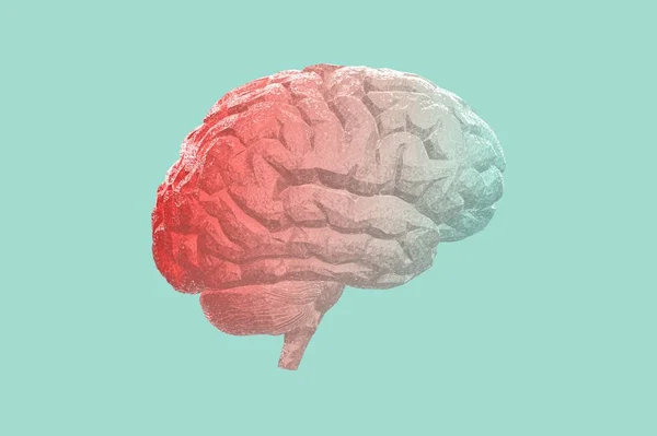 Modelo Anatómico Del Cerebro Humano Representación — Foto de Stock