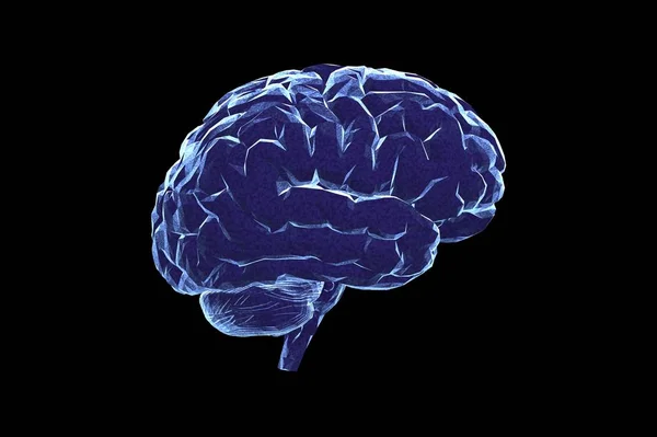 Human Brain Anatomical Model Rendering — Stock Photo, Image