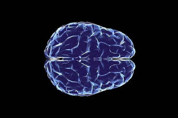 Human Brain Anatomical Model Rendering — Stock Photo, Image