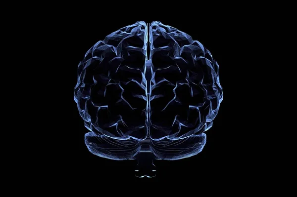 Human Brain Anatomical Model Rendering — Stock Photo, Image