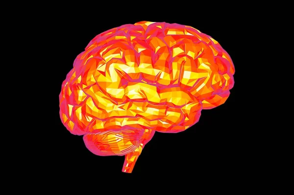Анатомическая Модель Человеческого Мозга Рендеринг — стоковое фото