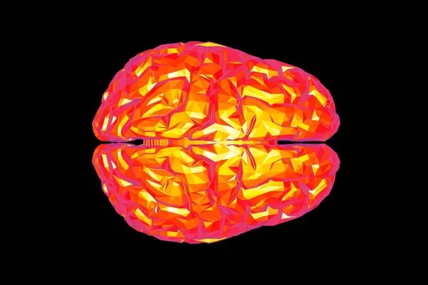 Ανθρώπινο Εγκέφαλο Ανατομικά Μοντέλο Απόδοση — Φωτογραφία Αρχείου