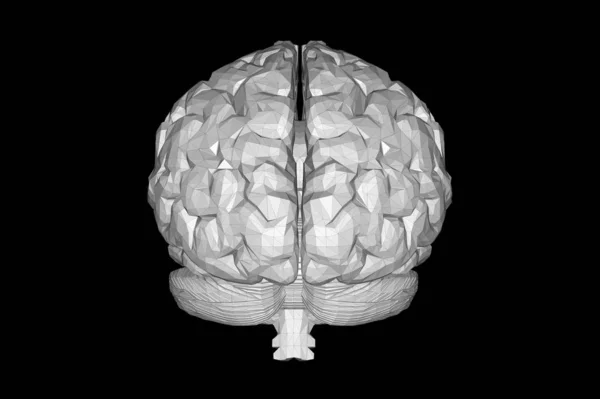 Human Brain Anatomical Model Rendering — Stock Photo, Image