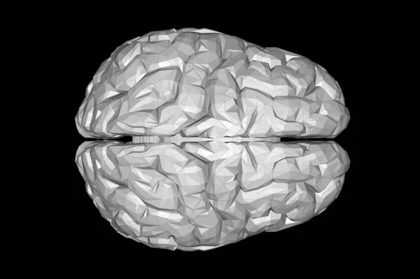 Modelo Anatómico Del Cerebro Humano Representación — Foto de Stock