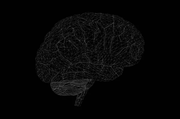Modelo Anatômico Cérebro Humano Rendering — Fotografia de Stock