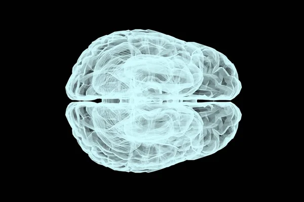 Anatomisches Modell Des Menschlichen Gehirns Darstellung — Stockfoto