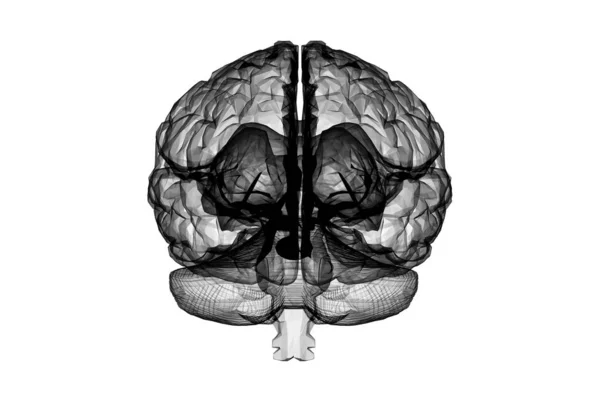 Nsan Beyni Anatomik Model Rendering — Stok fotoğraf