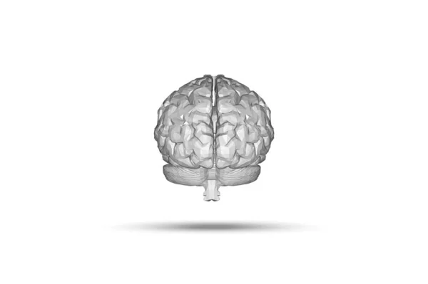 Modelo Anatómico Del Cerebro Humano Representación — Foto de Stock