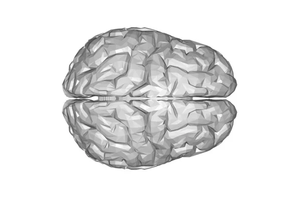 人脑解剖模型 — 图库照片