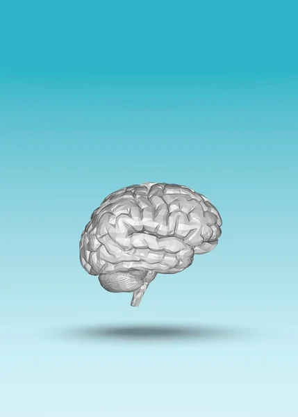 Modelo Anatómico Del Cerebro Humano Representación — Foto de Stock