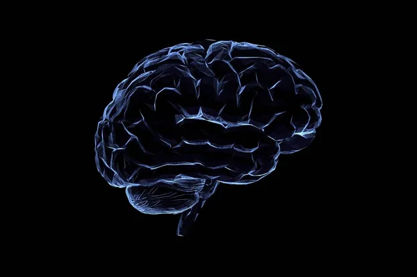 Human Brain Anatomical Model Rendering — Stock Photo, Image