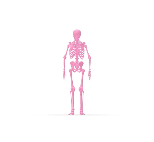 Esqueleto Anatomia Humana Rendering — Fotografia de Stock