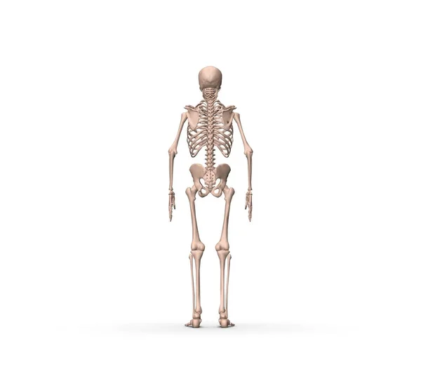 Human Anatomy Skeleton Rendering — Stock Photo, Image