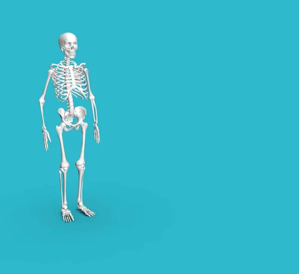 Nsan Anatomi Skelet Rendering — Stok fotoğraf