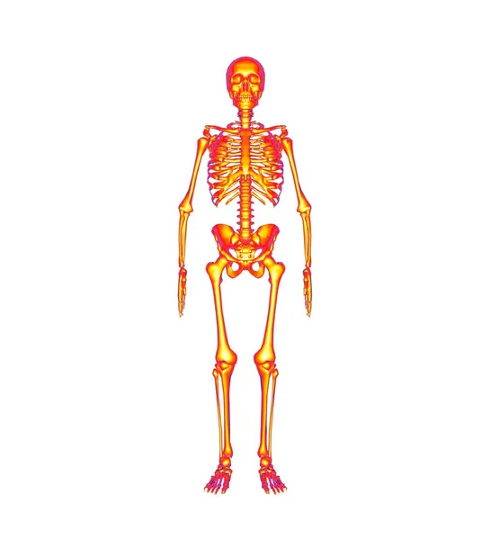 Rendering Dello Scheletro Anatomia Umana — Foto Stock