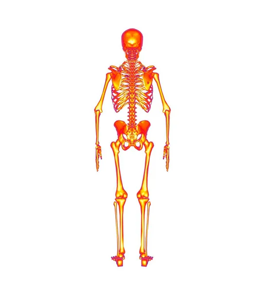 Rendering Dello Scheletro Anatomia Umana — Foto Stock