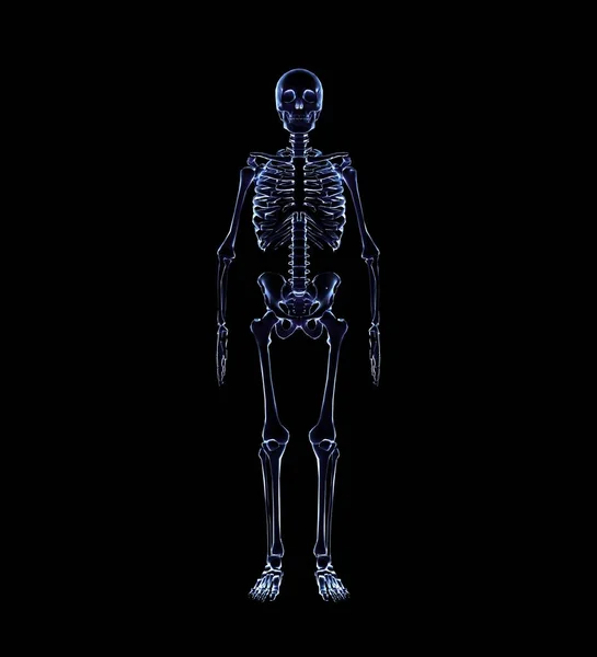 Rendering Dello Scheletro Anatomia Umana — Foto Stock