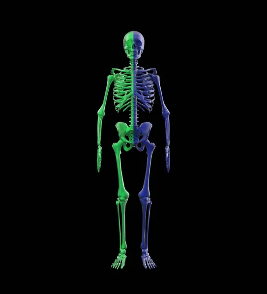 Rendering Dello Scheletro Anatomia Umana — Foto Stock